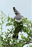 White-bellied Go-away-birdborder=